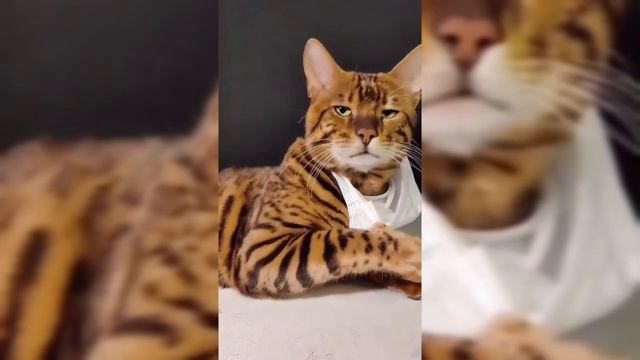 Сборник смешных видеороликов 😂Приколы с животными / Лучшее видео о кошках и собаках 2021 года #5 смотреть онлайн