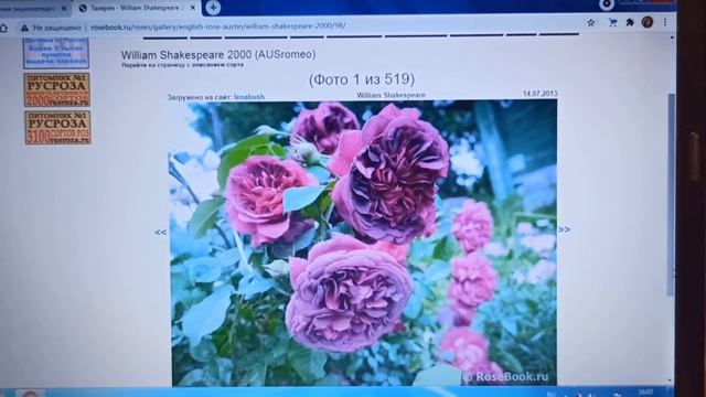 Мои самые-самые любимые сорта роз! Сколько их? смотреть онлайн