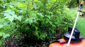 РАНЦЕВЫЙ АККУМУЛЯТОРНЫЙ ОПРЫСКИВАТЕЛЬ ЖУК Электро