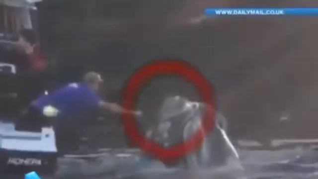 САМЫЕ НЕВЕРОЯТНЫЕ КАДРЫ С КИТАМИ!!! Нападение китов на людей. смотреть онлайн