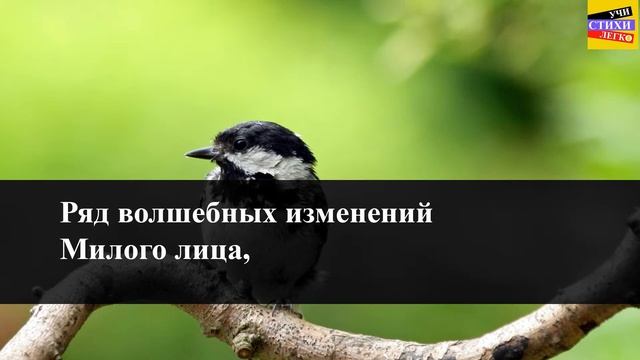 А.А. Фет "Шепот, робкое дыханье" | Учи стихи легко | Караоке | Аудио Стихи Слушать Онлайн смотреть онлайн