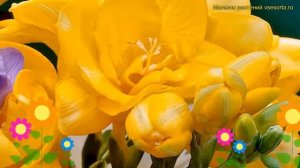 Фрезия махровая Йелоу. Краткий обзор, описание характеристик freesia double Yellow