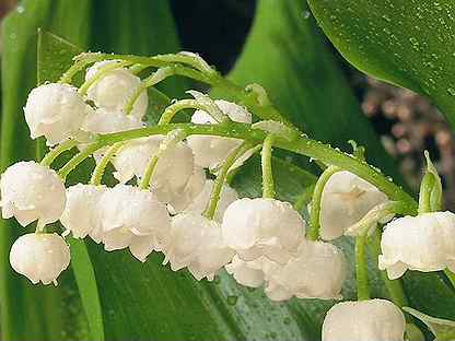 Вальс из балета"Спящая красавица". смотреть онлайн