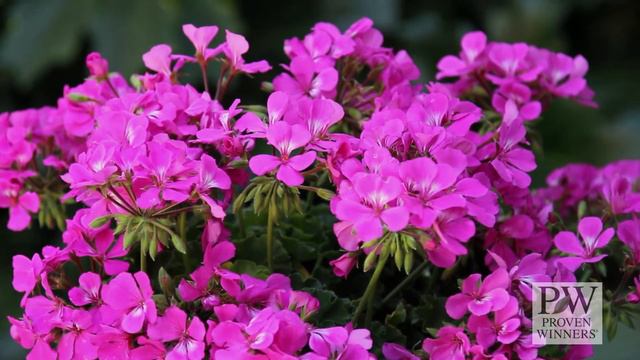 Timeless™ Pelargoniums from Proven Winners