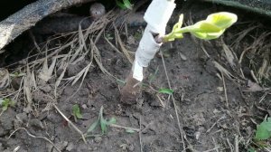 Как мне пришлось прививать ХУРМУ.