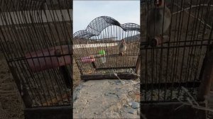 Пение щегла для ловли