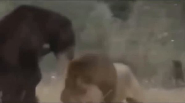 Эта Схватка Лишила Их Жизни!