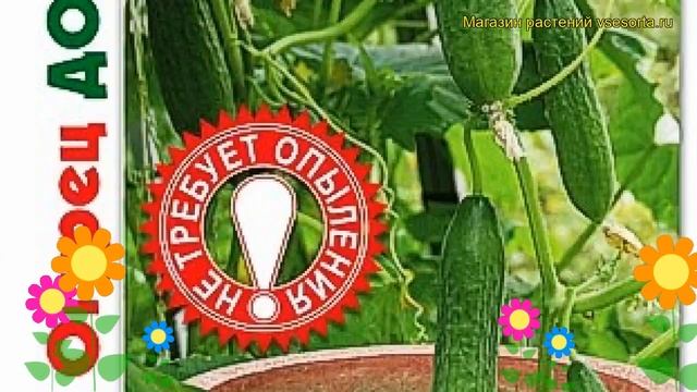 Огурец партенокарпический Домосед F1. Краткий обзор, описание cucumis sativus Domosed F1 смотреть онлайн