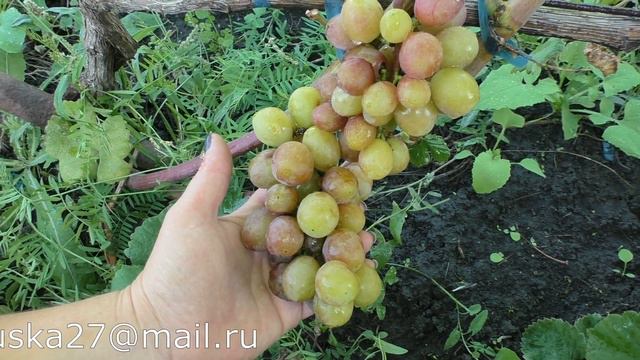 КОРОЛЕК сорт винограда смотреть онлайн