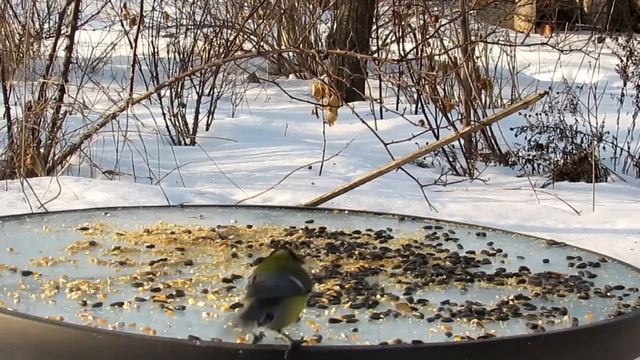 Птицетерапия.Успокаиваем нервы-смотрим как Воробьи клюют корм.Позитивное  видео о воробьях.
