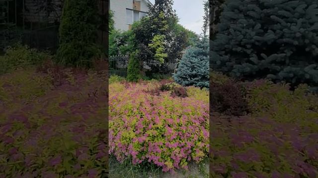 Клумба, которая меняется 4 раза в год