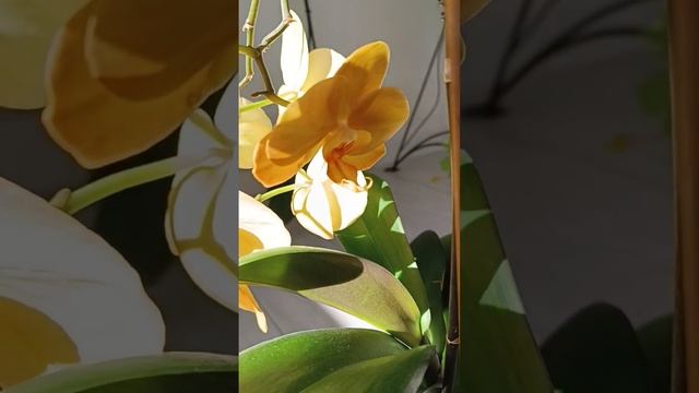 Золотая орхидея Африканский Закат ??? Phalaenopsis African sunset смотреть онлайн