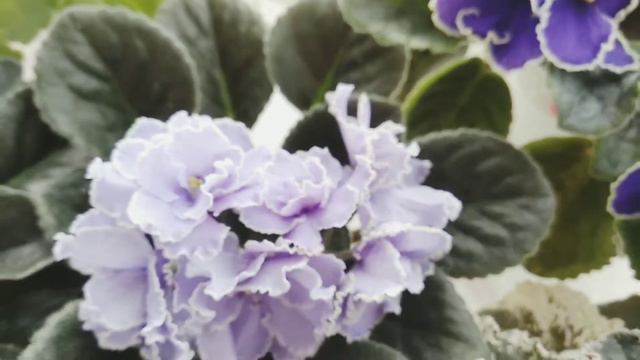 Квітучі фіалки. Порівняння розмірів