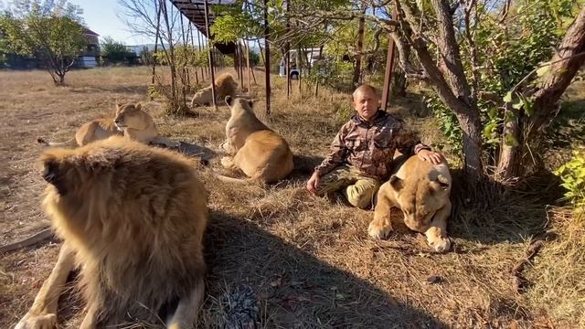 Пока мы записывались , львицы УСТРОИЛИ ПОГРОМ В МАШИНЕ ! смотреть онлайн