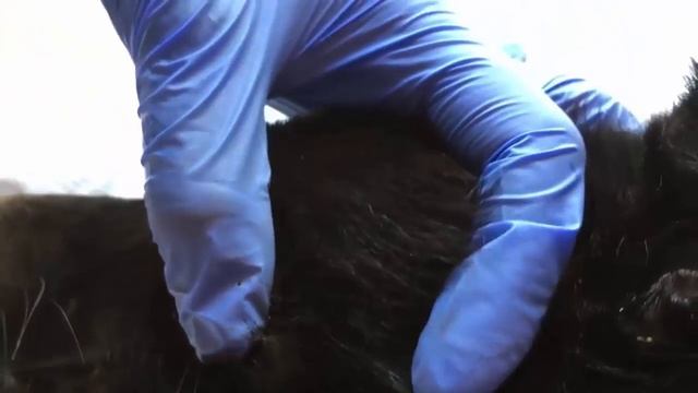 Removing Many Ticks From Dog Where Near My Home, Help Dog A Way From Dog #End, Donjean