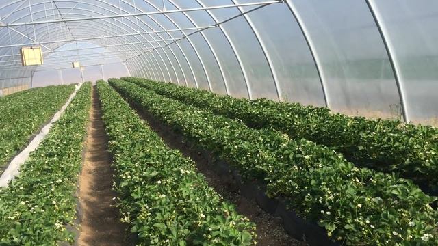 Уборка Ромина и Вайбрант. Сезон 2019. смотреть онлайн