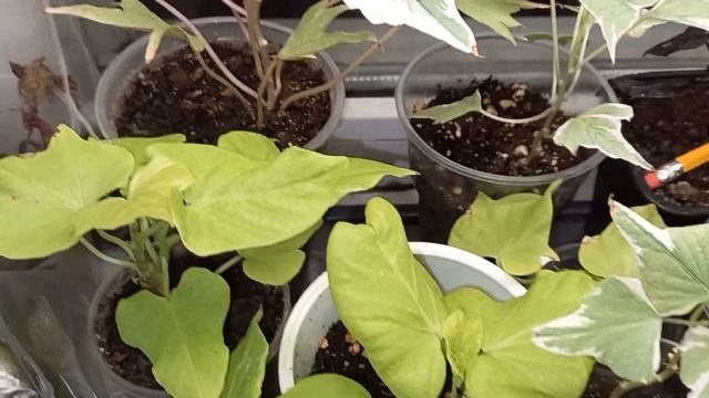 🤗Новиночки для стелажа!!под растения.Обзор гортензий🌺,ипомея Батат🌱, фиалки🌺, петунии. #гортензии смотреть онлайн