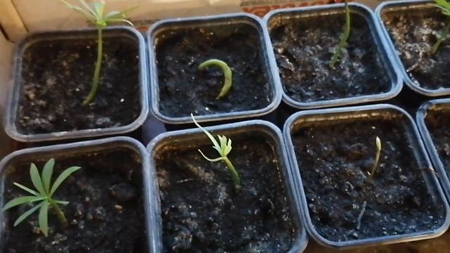 Ногоплодник (Подокарп). Выращивание из семян смотреть онлайн