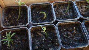 Ногоплодник (Подокарп). Выращивание из семян