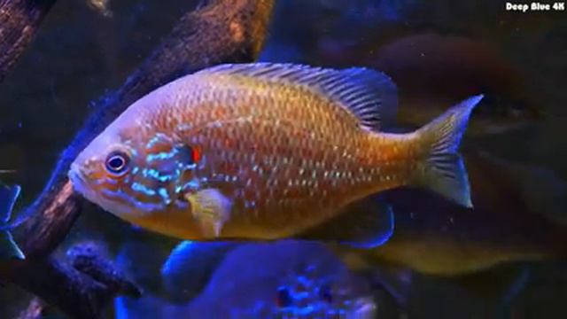 The Deep Blue Wonders 4K 🐠 Exploring the Mysteries Of The Ocean - Relaxation Video смотреть онлайн