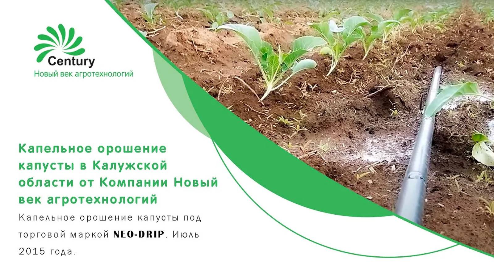 Капельное орошение капусты в Калужской области от Компании Новый век агротехнологий смотреть онлайн