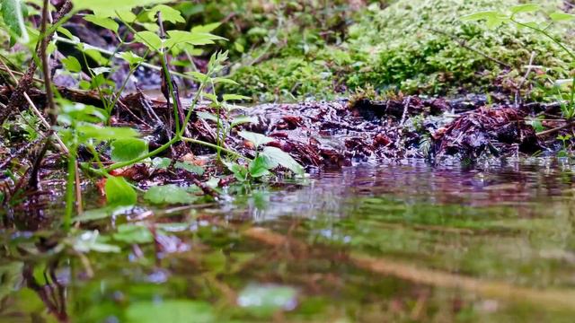 Мягкий шум ручья и пение птиц смотреть онлайн