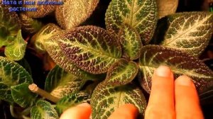 Для любителей эписций //  3 причины скручивания листьев эписций