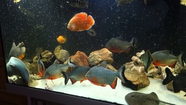 Правильное кормление аквариумных рыб смотреть онлайн