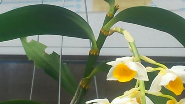 Цветение дэндробиума Dendrobium thyrsiflorum смотреть онлайн