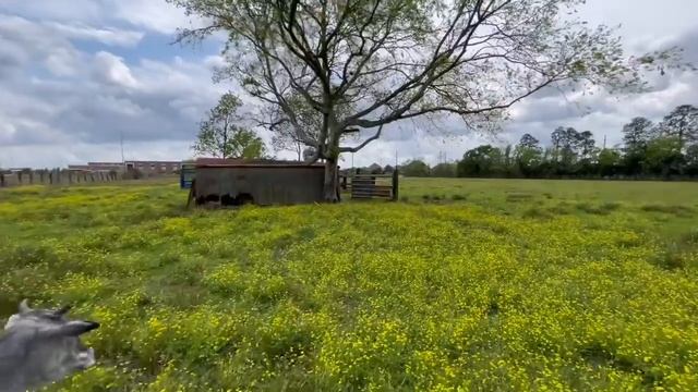 Herding Miniature Zebu Cows, SHHHHHH!!! They do not know that I am here... смотреть онлайн