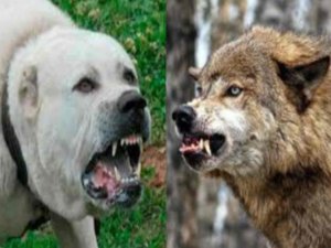 Алабай опасный враг волку, но бывает и исключение. Интересные истории из жизни животных. Рассказы.