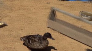 Охота с подсадной уткой.Содержание подсадной после охоты.Кормление,вывод и условия содержание утят.