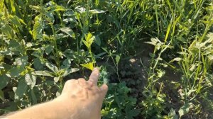 Что делать с козлятником восточным Галега восточная Козлятник восточный Сельская жизнь