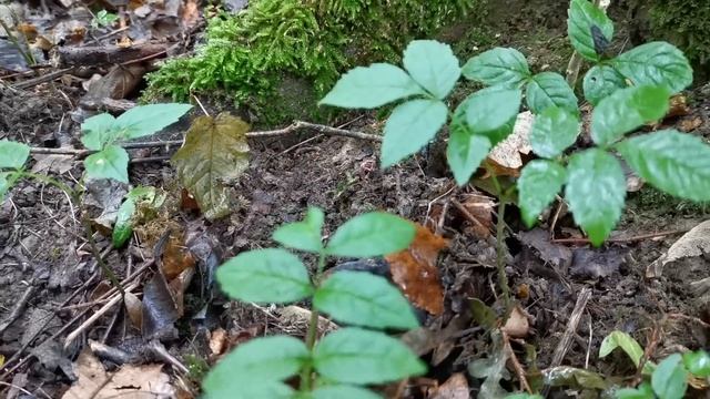 Дача как хобби. Крот Бывалый смотреть онлайн