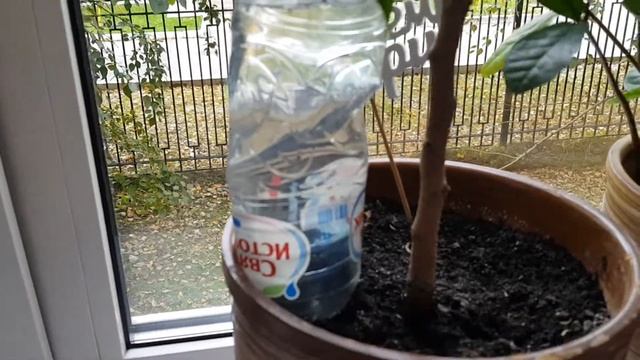 Полив цветов на время отпуска смотреть онлайн