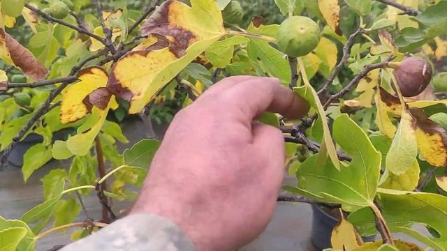 Инжир 2022 Волгоградская обл.