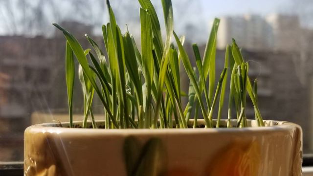 А.Филиппенко Цыплятки. Фонограмма + смотреть онлайн