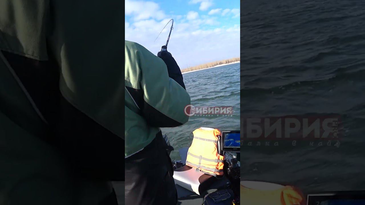 ЗАПРЕЩЁНАЯ СОВРЕМЕННАЯ РЫБАЛКА #shorts #ЭХОЛОТ #удочка #рыбалка #паноптикс смотреть онлайн