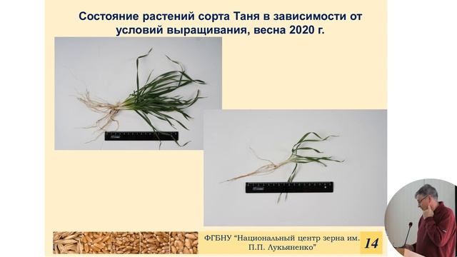 Агротехнические приёмы для реализации генотип-средового взаимодействия для получения высоких урожае смотреть онлайн