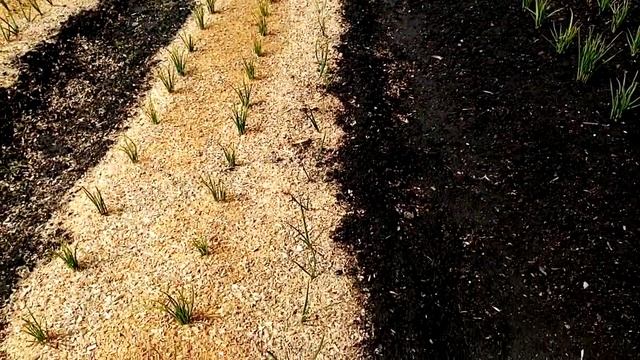 Яровой Чеснок и Лук "ШТУЦГАРТЕН РИЗЕН" Как Растёт и Развивается Посаженный под Зиму. 3 мая 2021г. смотреть онлайн