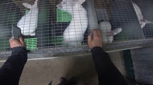 СЛУЧКА КРОЛИКОВ. ВСЕ ЧТО ВЫ ДОЛЖНЫ ЗНАТЬ: ВОЗРАСТ, ВЕС, ГРАФИК, ВРЕМЯ.