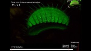 Венерина мухоловка: закрытие ловушки