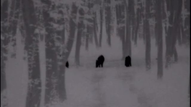 Part 26. Pulsar Helion Xq38f, Wild Boar Hunting