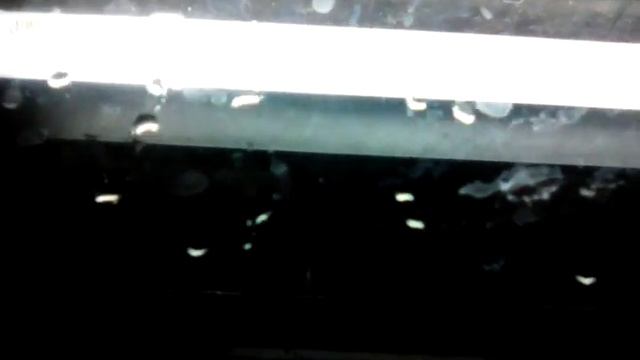 Как ухаживать за черепахами смотреть онлайн