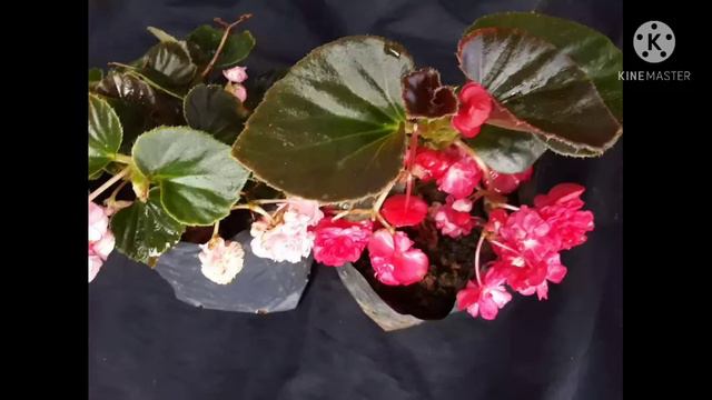 KANDY FLOWERS 🌷 смотреть онлайн