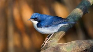 Пение соловья (Дуэт с кукушкой) | (3 Минуты)