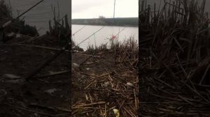 Невероятный улов. Рыбалка на Кубани. Крюковский канал