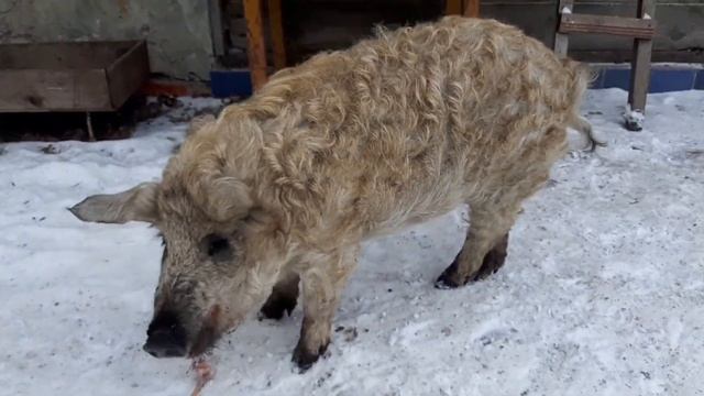 Венгерская мангалица в 7 месяцев Сколько весит мясом смотреть онлайн