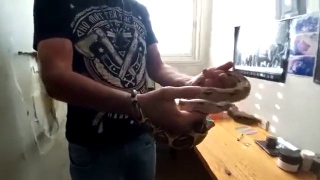 Удав Безумного Зоолога | Boa constrictor | Мастерская Безумного Зоолога смотреть онлайн