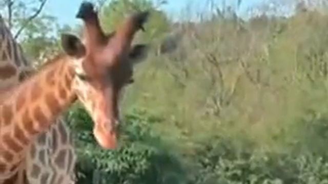 Жирафы в неволе смотреть онлайн